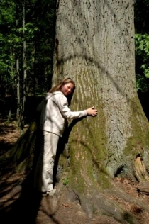 Obrovské duby jsou staré více než pět set let